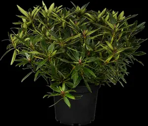 rhodo ponticum (30- 40cm) - afbeelding 3