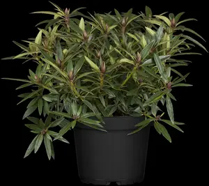 rhodo ponticum (30- 40cm) - afbeelding 2