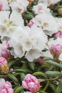 rhodo (yak.) 'dreamland' (25- 30cm) - afbeelding 3