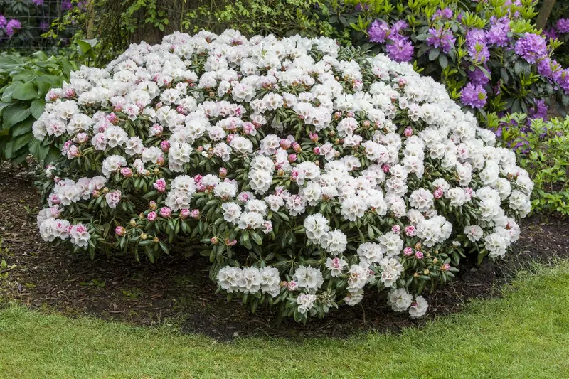 rhodo (yak.) 'dreamland' (25- 30cm) - afbeelding 2