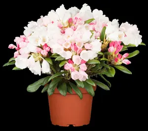 rhodo (yak.) 'dreamland' (25- 30cm) - afbeelding 1