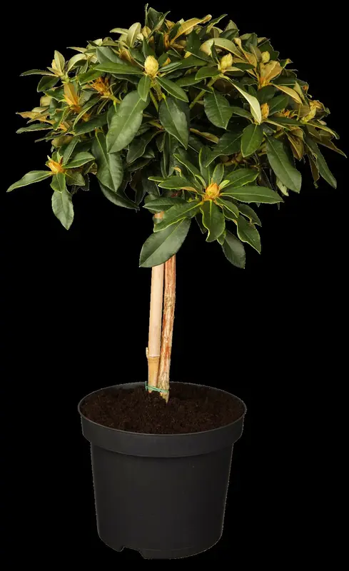 rhodo (yak.) 'golden torch' (25- 30cm) - afbeelding 1