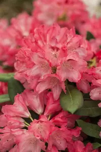 rhodo (yak.) 'sneezy' ('atchoum') (25- 30cm) - afbeelding 1