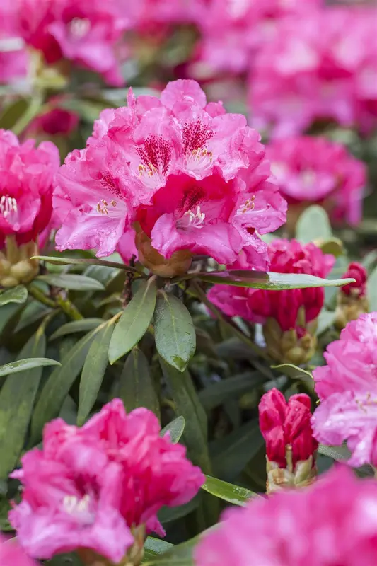 rhodo (yak.) 'sneezy' ('atchoum') (25- 30cm) - afbeelding 2