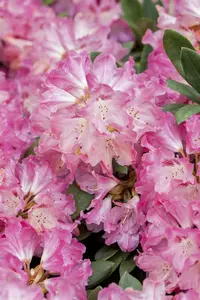 rhodo (yak.) 'sneezy' ('atchoum') (25- 30cm) - afbeelding 4