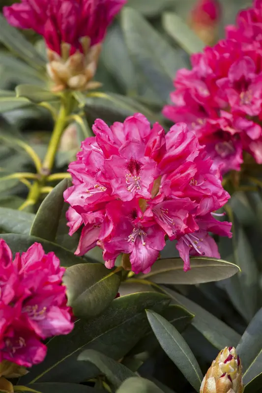 rhodo (yak.) 'sneezy' ('atchoum') (25- 30cm) - afbeelding 5