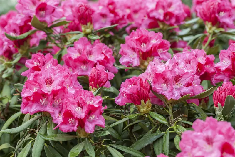 rhodo (yak.) 'sneezy' ('atchoum') (25- 30cm) - afbeelding 3