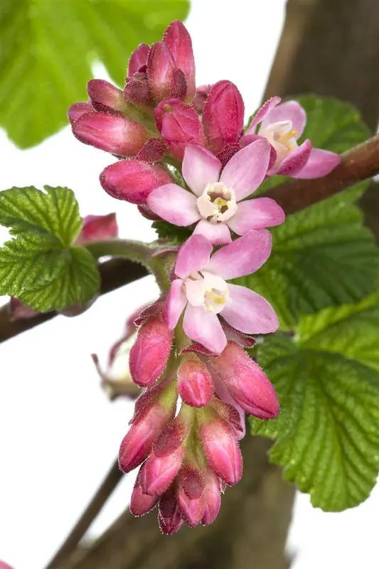 ribes sang. 'king edward vii' (50- 60cm) - afbeelding 2