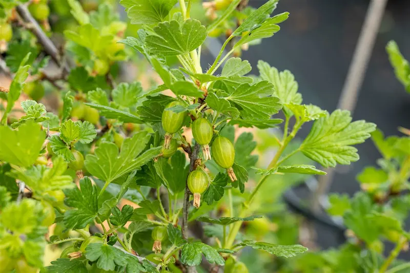 ribes u.-c. 'hinnonmaki röd' - afbeelding 4