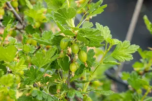 ribes u.-c. 'hinnonmaki röd' - afbeelding 4