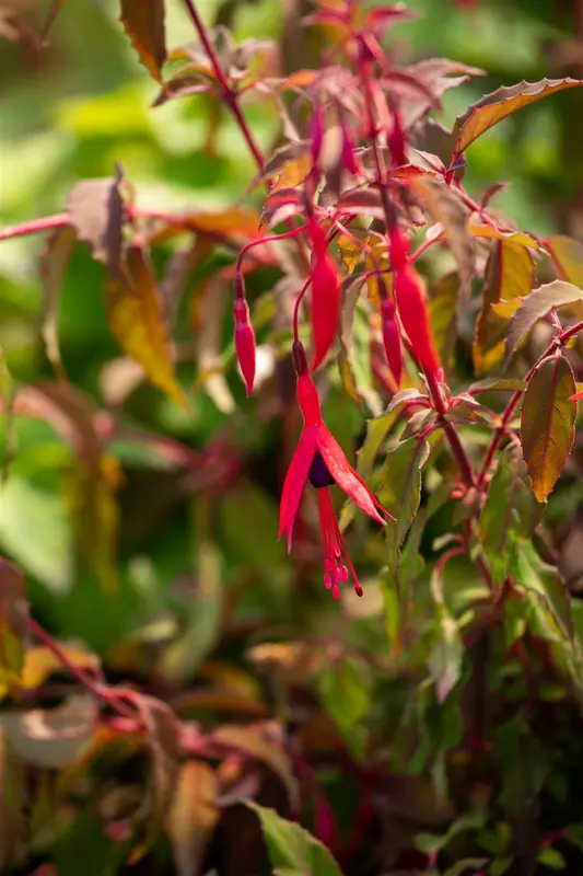 fuchsia 'riccartonii' P11 - afbeelding 2