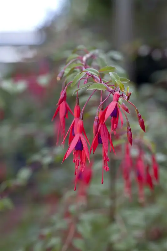 fuchsia hybrida riccartonii P9 - afbeelding 1