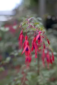 fuchsia hybrida riccartonii P9 - afbeelding 1