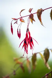 fuchsia hybrida riccartonii P9 - afbeelding 4