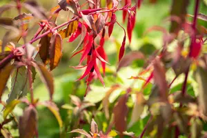 fuchsia hybrida riccartonii P9 - afbeelding 3