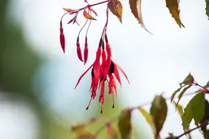 fuchsia hybrida riccartonii P9 - afbeelding 5