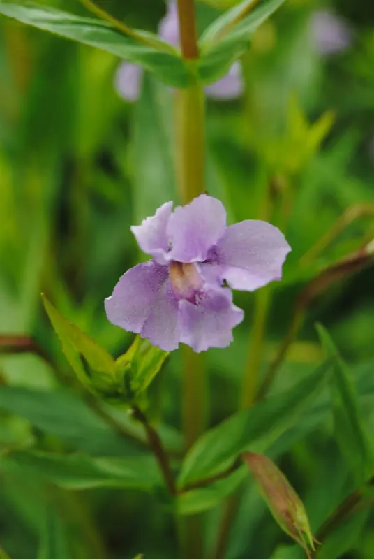 mimulus ringens P9