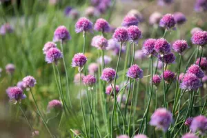 allium schoenoprasum 'rising star' P9