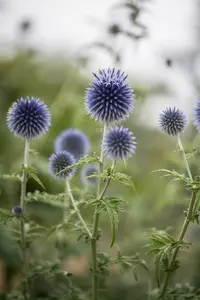 echinops ritro P9 - afbeelding 1