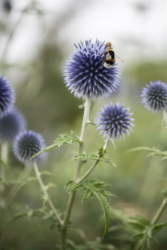 echinops ritro P9 - afbeelding 2