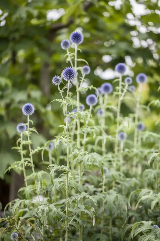 echinops ritro P9 - afbeelding 4