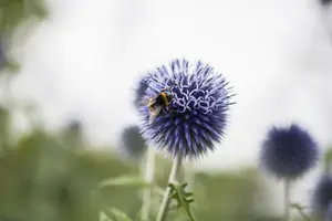 echinops ritro P9 - afbeelding 3