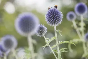 echinops ritro P9 - afbeelding 5