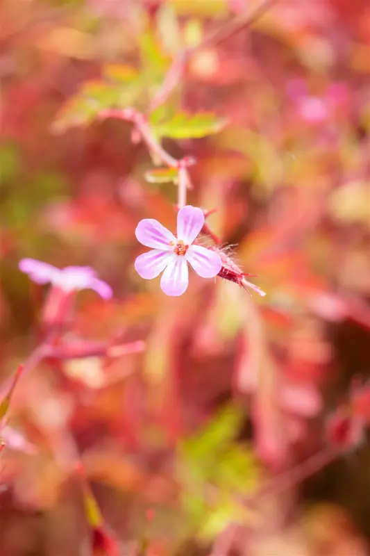 geranium robertianum P9 - afbeelding 4