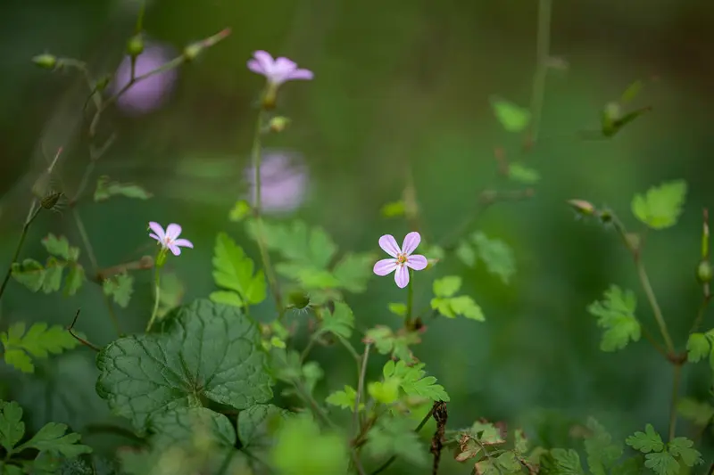 geranium robertianum P9 - afbeelding 1