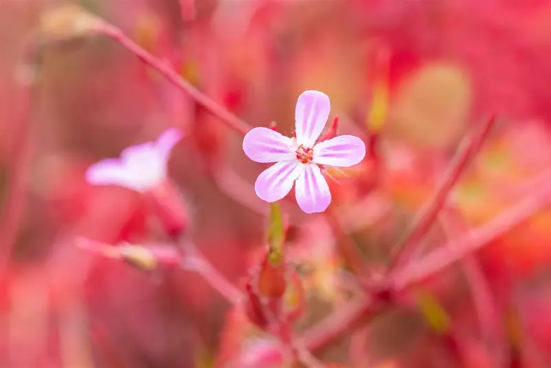 geranium robertianum P9 - afbeelding 3