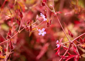 geranium robertianum P9 - afbeelding 2