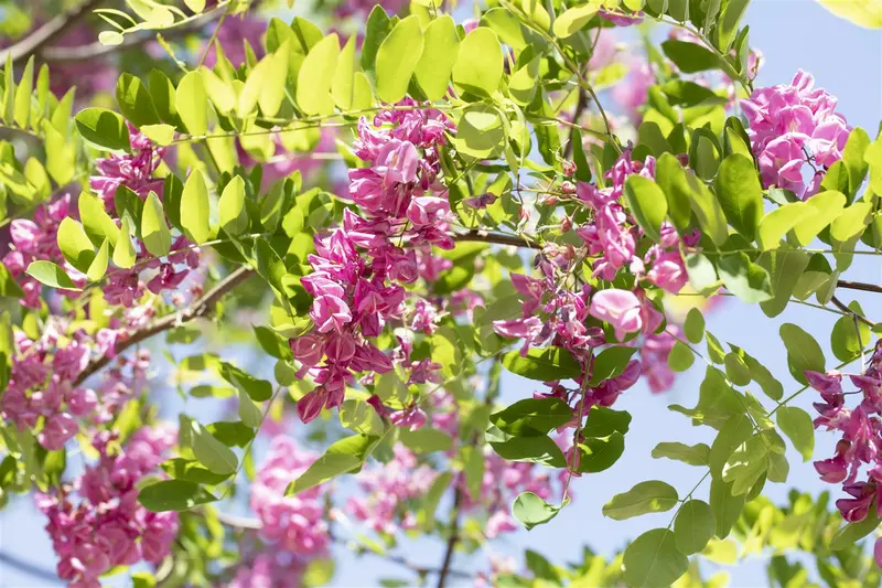 robinia marg. 'casque rouge' ( 'pink cascade') 10/12 - afbeelding 1