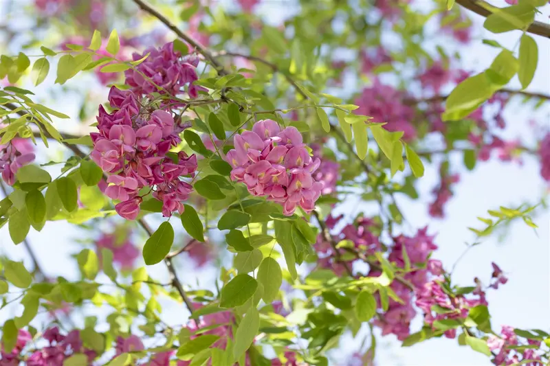 robinia marg. 'casque rouge' ( 'pink cascade') 10/12 - afbeelding 3