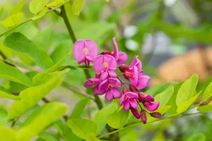 robinia marg. 'casque rouge' ( 'pink cascade') 10/12 - afbeelding 4