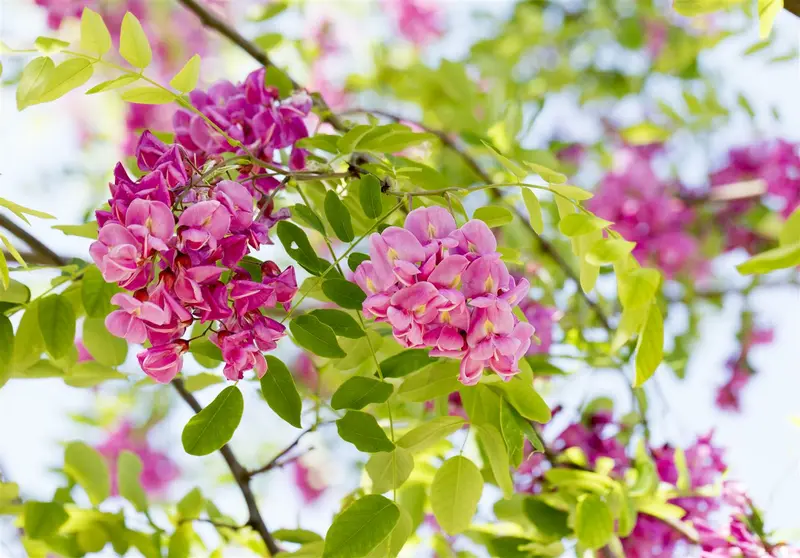 robinia marg. 'casque rouge' ( 'pink cascade') 10/12 - afbeelding 2