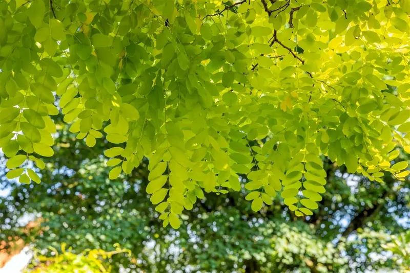 robinia pseud. 'frisia' 6/ 8