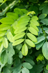 robinia pseud. 'umbraculifera' ('inermis') 10/12 - afbeelding 4