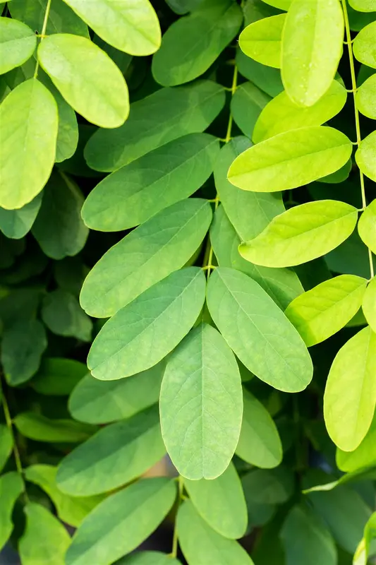 robinia pseud. 'umbraculifera' ('inermis') 10/12 - afbeelding 5