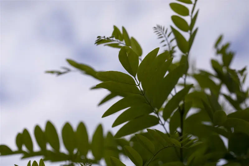 robinia pseud. 'umbraculifera' ('inermis') 10/12 - afbeelding 2