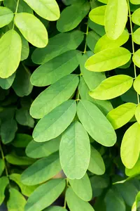 robinia pseud. 'umbraculifera' ('inermis') - afbeelding 5