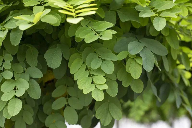 robinia pseud. 'umbraculifera' ('inermis') - afbeelding 3