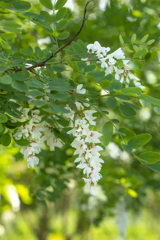 robinia pseudoacacia 10/12 - afbeelding 4