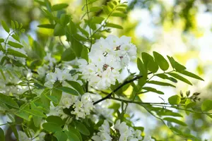 robinia pseudoacacia 10/12 - afbeelding 3