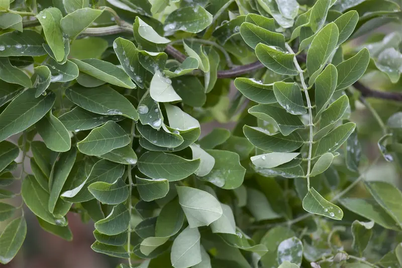 robinia pseudoacacia 8/10 - afbeelding 2