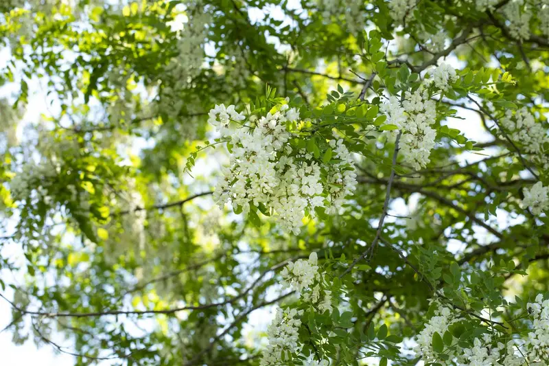 robinia pseudoacacia 8/10 - afbeelding 5