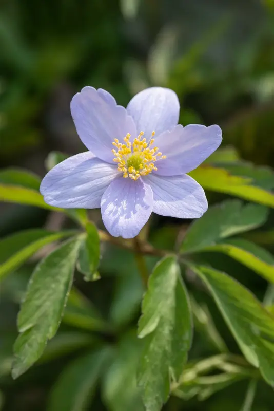 Anemone nem. 'Robinsoniana' P9 - afbeelding 2