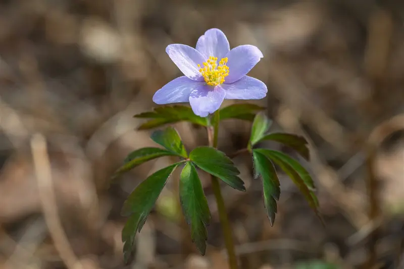 Anemone nem. 'Robinsoniana' P9 - afbeelding 3