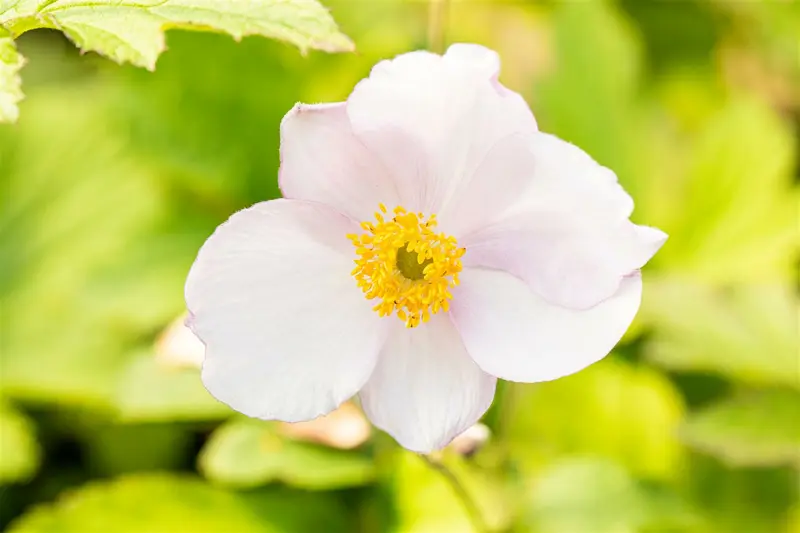 anemone tom. 'robustissima' P11