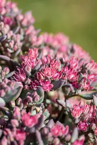 sedum hybr. 'robustum' ( 'ruby glow') P9