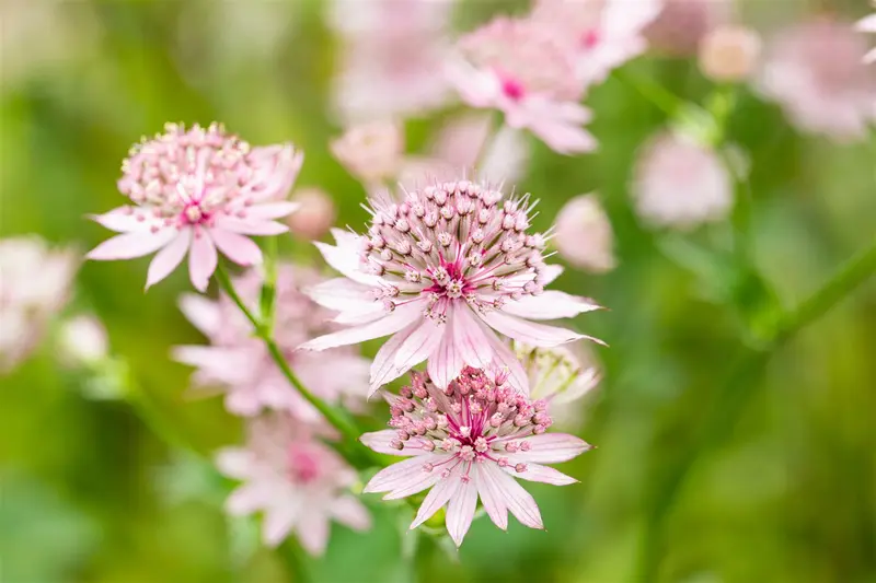 astrantia maj roma p11 - afbeelding 1